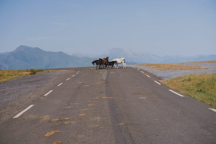 Creative: Horses in the Clouds